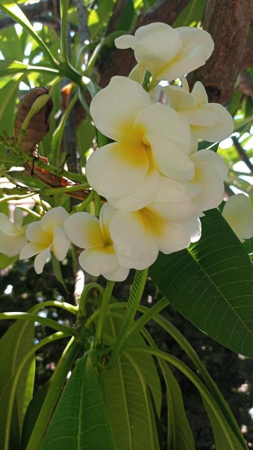 La Pomelia Di Gio Villa Mondello Eksteriør bilde